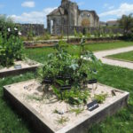 Jardin médiéval de l’abbaye plantes médicinales