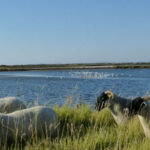 Reserve-Moeze-Oleron-LPO-slide-moutons-reposoirs