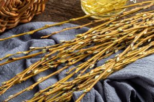 White willow branches with buds on a table - natural alternative to aspirin